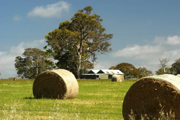 Coleraine, Grampians