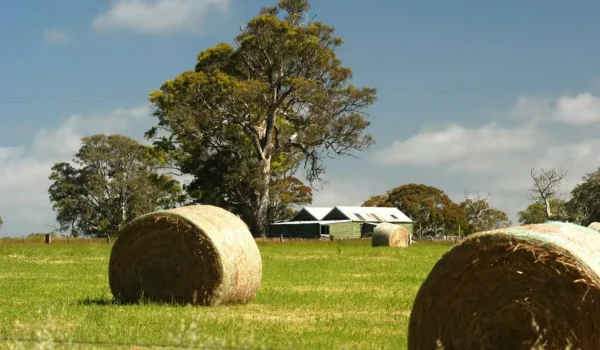 Coleraine, Grampians