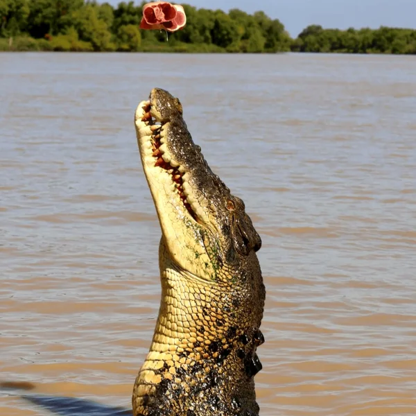 Crocodile Cruise Darwin