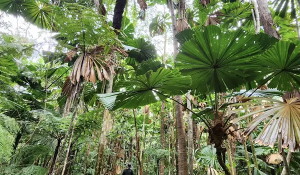 Daintree Rainforest