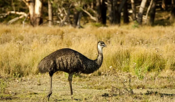 Emus Grampians