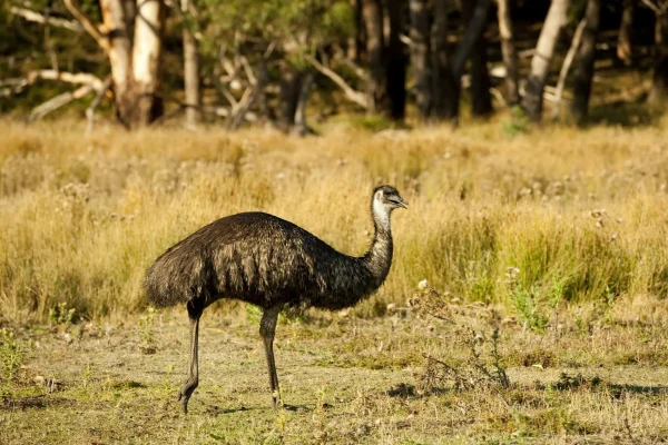 Emus Grampians