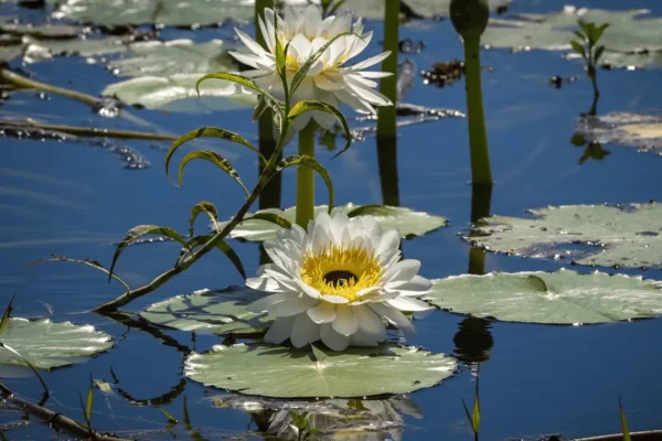 Exploring White Lily Billabong in Kakadu