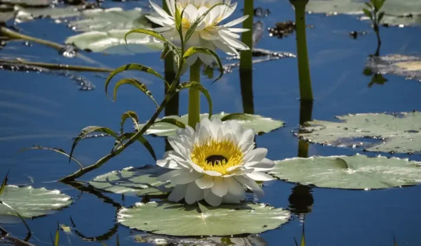Exploring White Lily Billabong in Kakadu