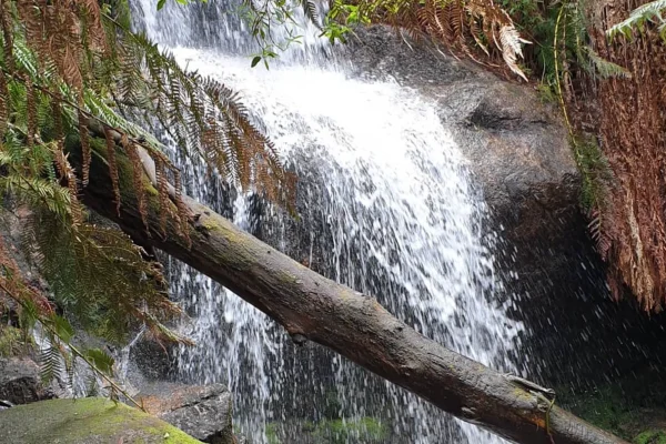 Ferntree Falls