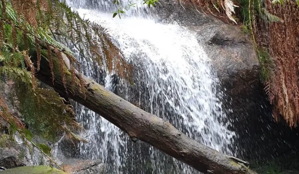Ferntree Falls