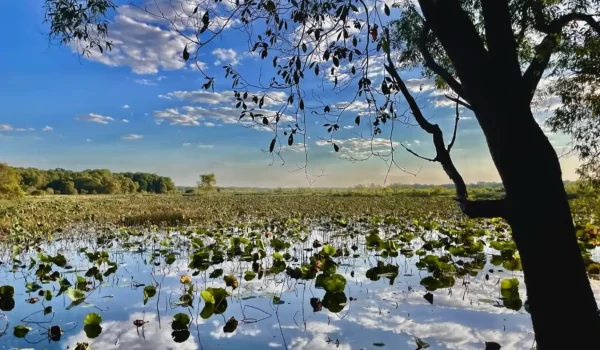 Fogg Dam Conservation Reserve