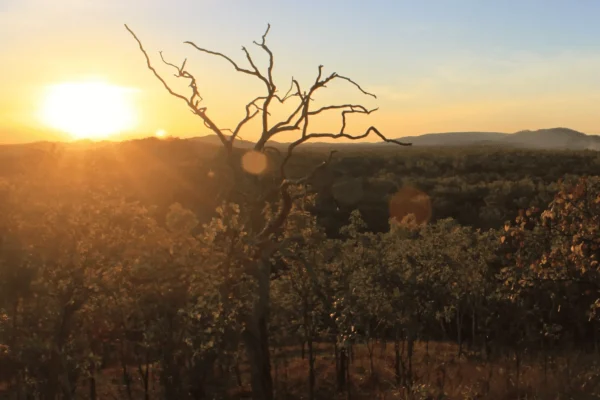 How Artificial intelligence is helping to save Kakadu