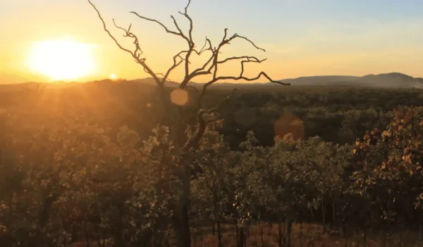 How Artificial intelligence is helping to save Kakadu