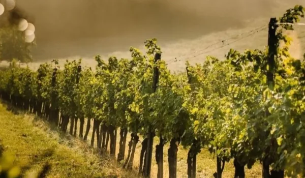Hunter Valley Wines