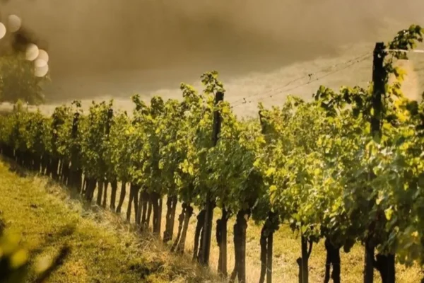 Hunter Valley Wines