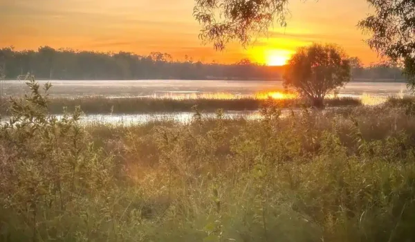 Jabiru