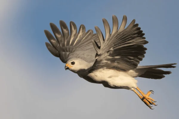 Kakadu Bird Week