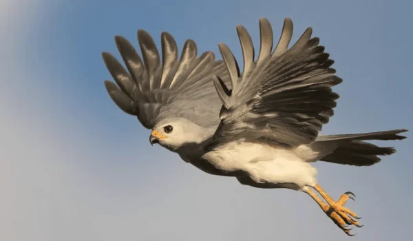 Kakadu Bird Week