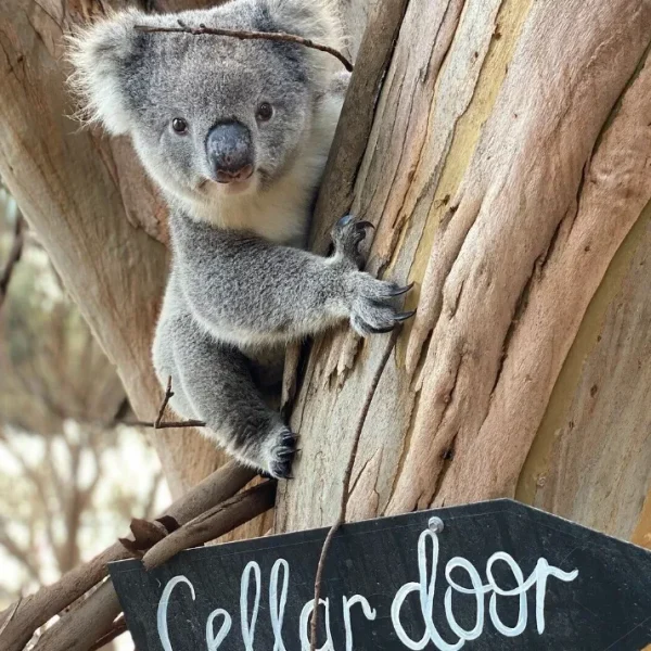 Kangaroo Island trip