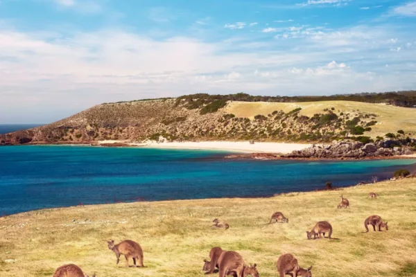 Kangaroo Island Tour