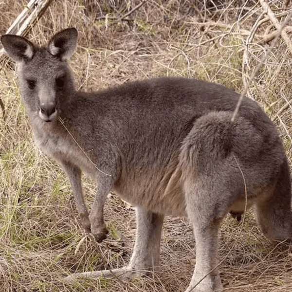 Kangaroo Island trip