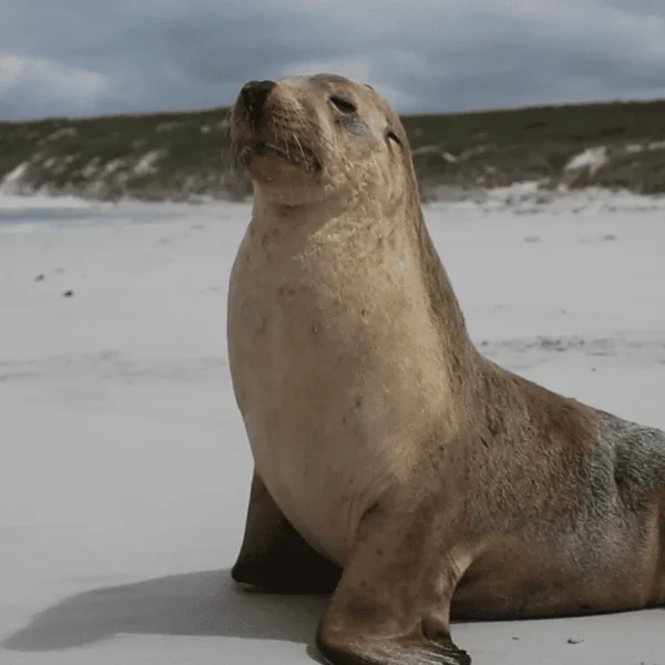 Kangaroo Island trips