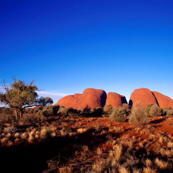 What makes sunrise tour Uluru unique and memorable?