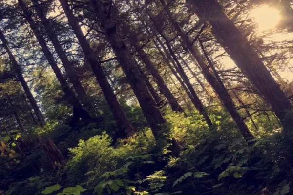 Lemonade Creek Track