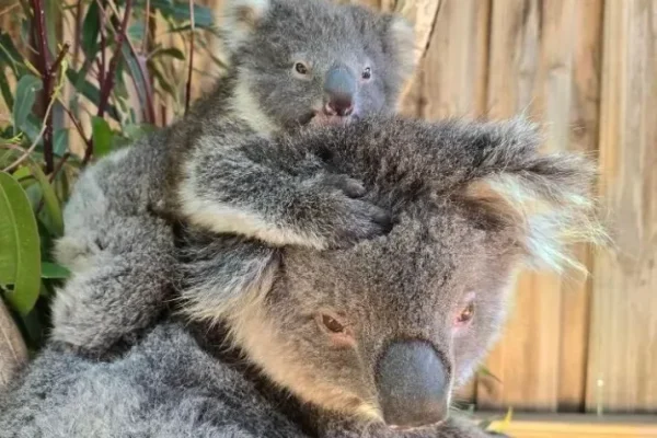 Maru Koala and Animal Park