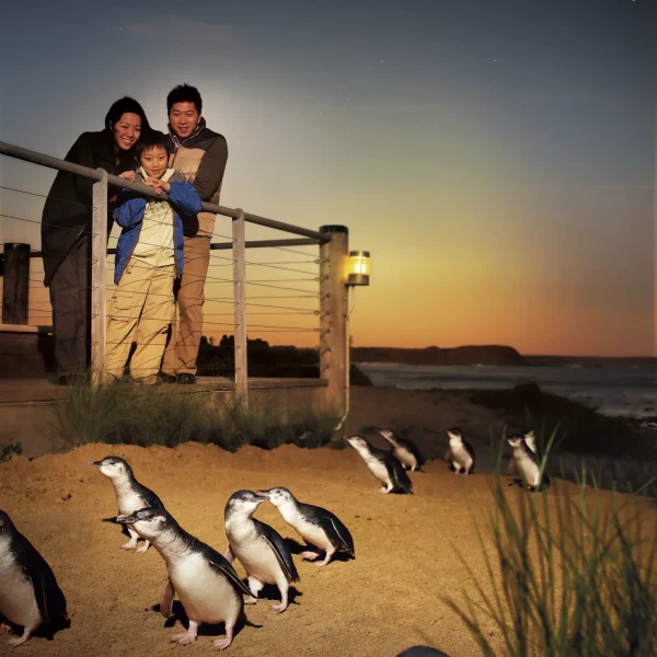 melbourne penguin tour