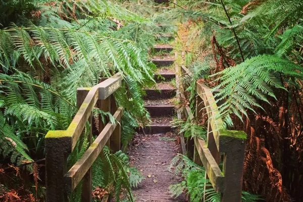 Mount Buangor State Park