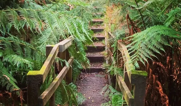 Mount Buangor State Park