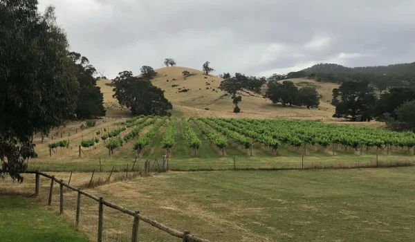 Mountainside Wines