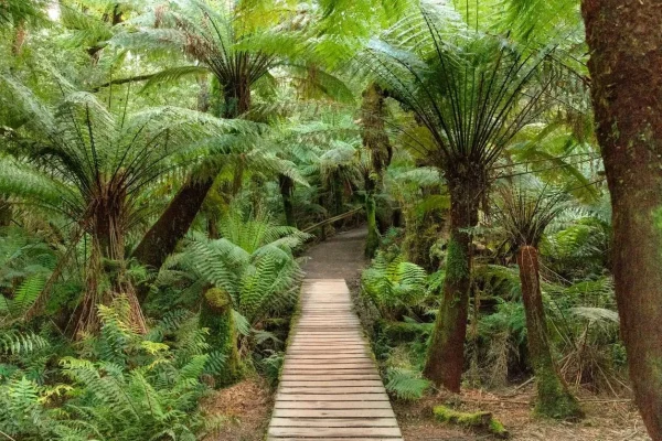 Nature walks at the Otways forest