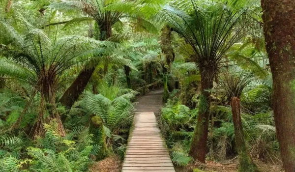 Nature walks at the Otways forest