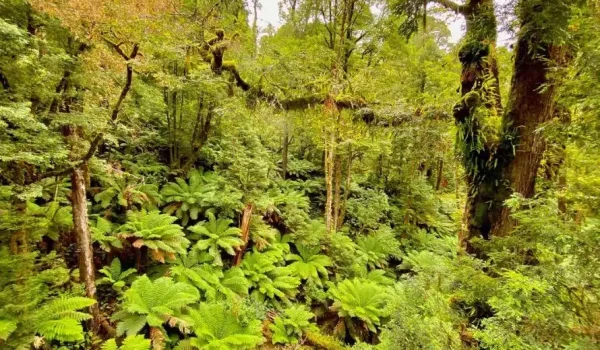 Otway Fly Treetop Adventures