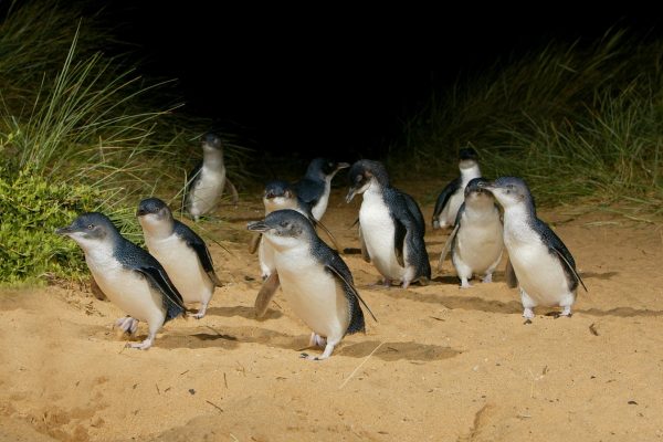 phillip island