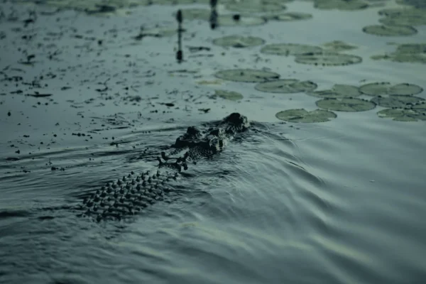 Quick Facts About Saltwater Crocodiles