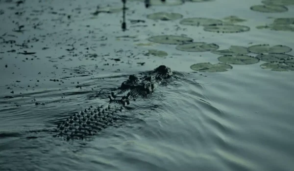 Quick Facts About Saltwater Crocodiles