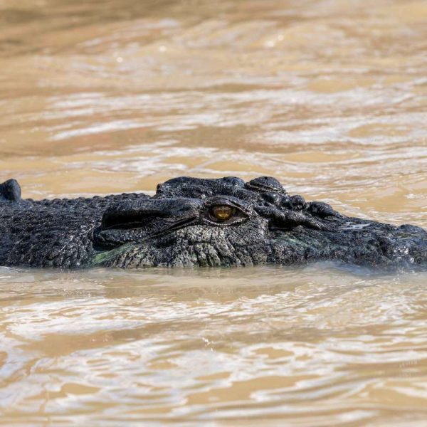 Darwin Crocs Tour