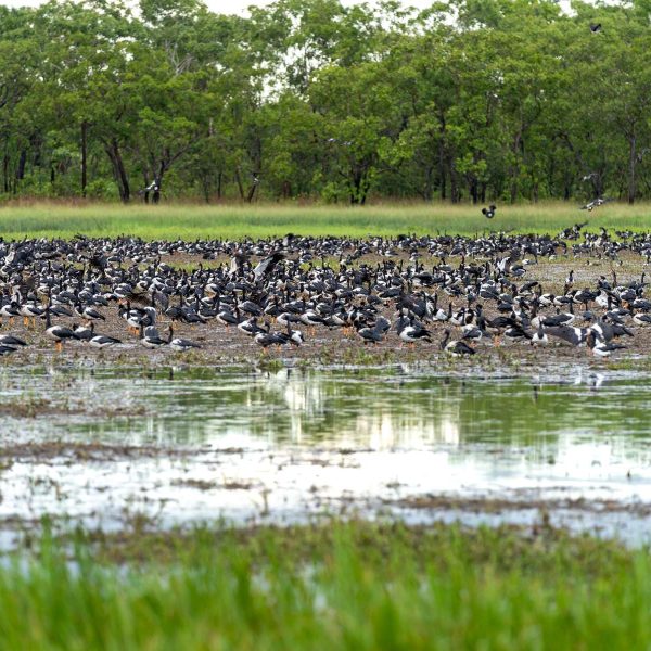 darwin croc tours