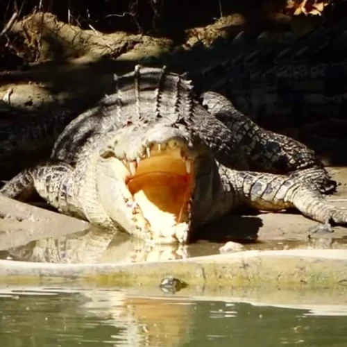 South Alligator Rivers