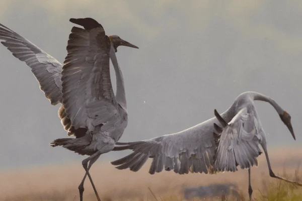 The Colourful Bird Species of Kakadu National Park