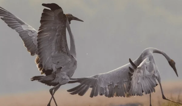 The Colourful Bird Species of Kakadu National Park