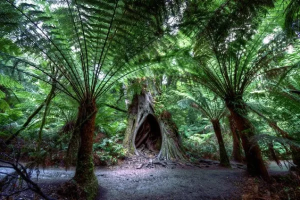 The Maits Rest Rainforest Walk