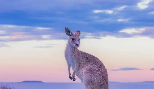 Things to do New South Wales