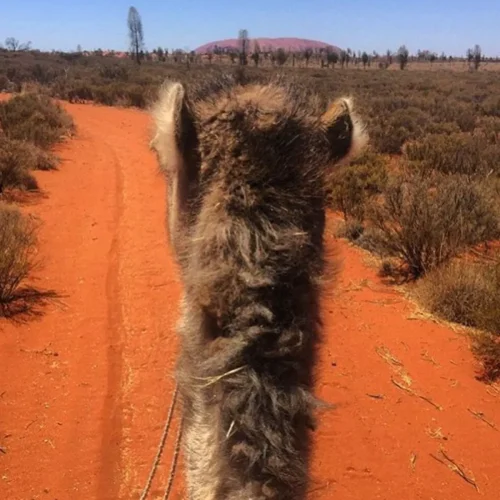 Uluru Sunrise