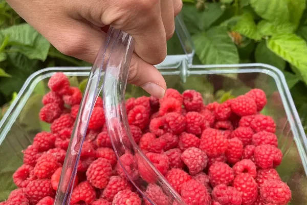 Visit a berry farm and pick berries