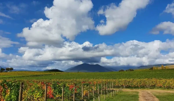 Warramate Hills
