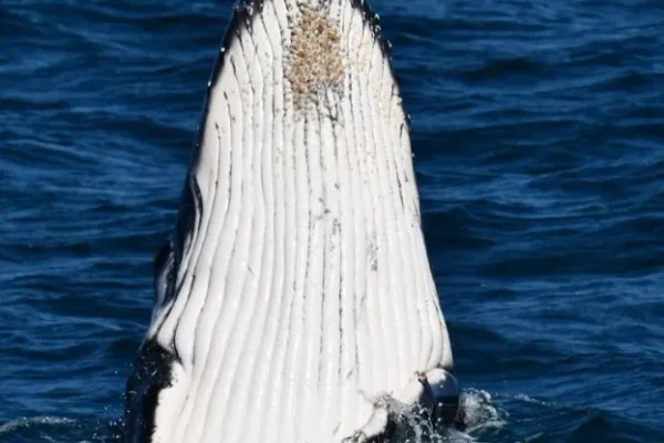 Watch the Winter Migration
