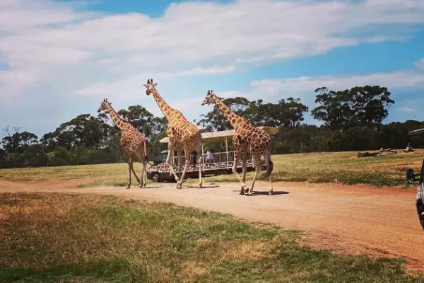 Werribee Open Range Zoo