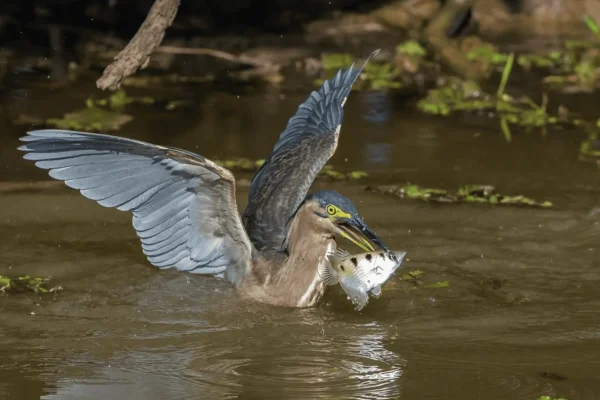 What animals live in Kakadu
