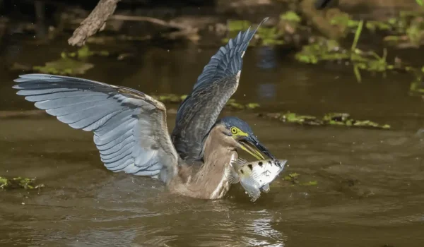 What animals live in Kakadu