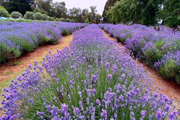 Yarra Valley Lavender Farm
